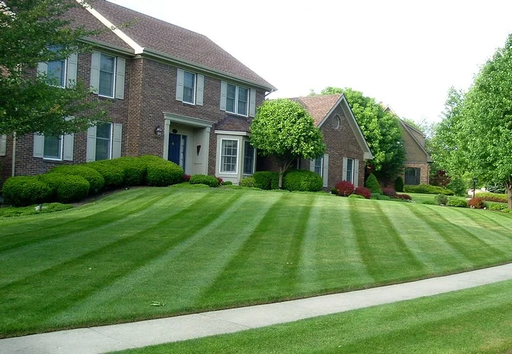 Striped lawn and trimmed shrubs outside a brick residence