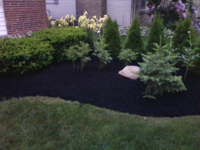 Fresh mulch and trimmed shrubs in a foundation planting bed