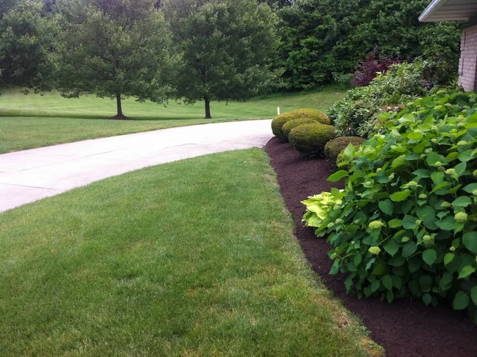 Maintained grass and shrub planting beside a driveway